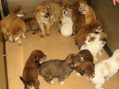 ちばわん　愛護センター・レポート