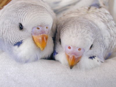 鳥の写真が集まるトピ