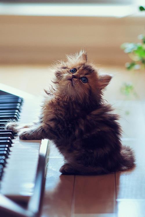 ガルちゃん猫カフェ本日オープン♪