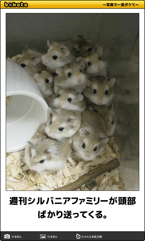 お気に入りのボケてをください