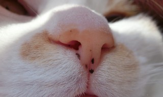 どアップの画像貼るトピ。