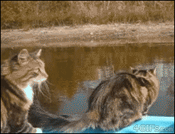 色々なものが飛んでる画像を貼るトピ