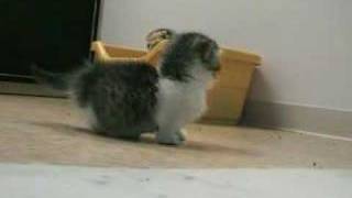 【猫の日】美形ネコ選手権