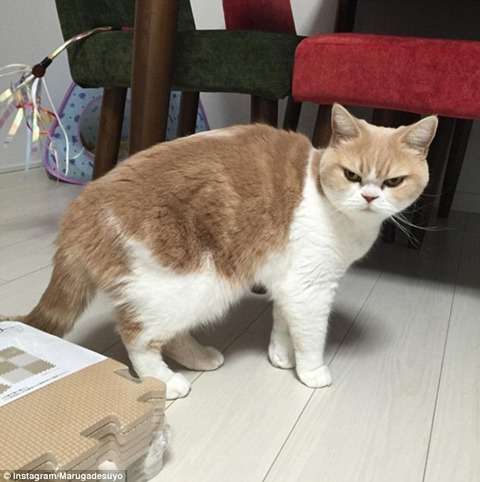 【画像】ダークサイドに堕ちたような眼差しを持つネコが話題に