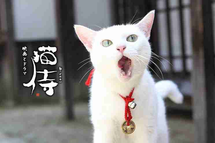 『猫侍』 好きな人