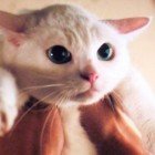 癒し系アイドル猫「あなごちゃん♡」猫侍など映画やドラマで活躍中！ | ANIMALive