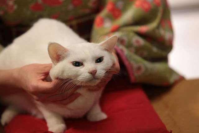 「猫侍」白猫あなごの未公開ショット解禁、子猫の写真やドラマ主題歌MVもお披露目 - 映画ナタリー