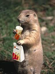 定番じゃない動物画像を貼ろう