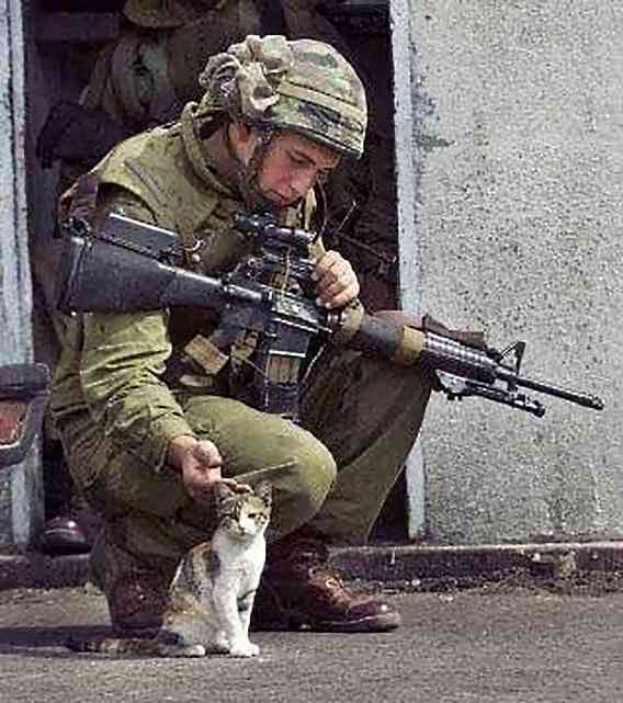 ヘリに閉じ込められた猫、米軍兵士にミルクをもらいながら救出される