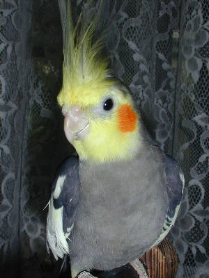鳥の写真が集まるトピ