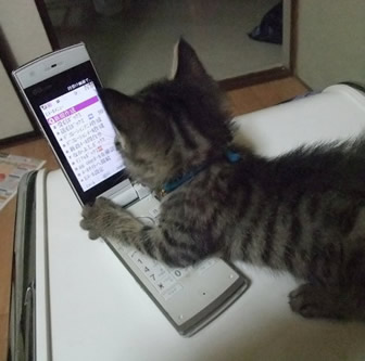 猫の浮気がバレたらどうなるの？「旦那が出張から早く帰ってきちゃった」編
