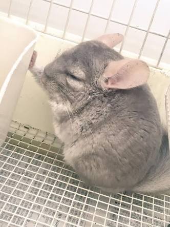 【画像】人間臭い動物鑑賞会