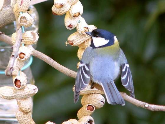鳥が好きな人!