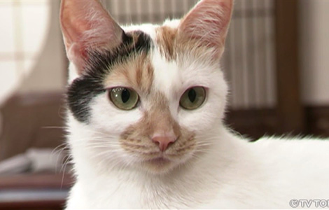 【猫の日】美形ネコ選手権