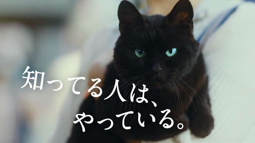 【猫の日】美形ネコ選手権