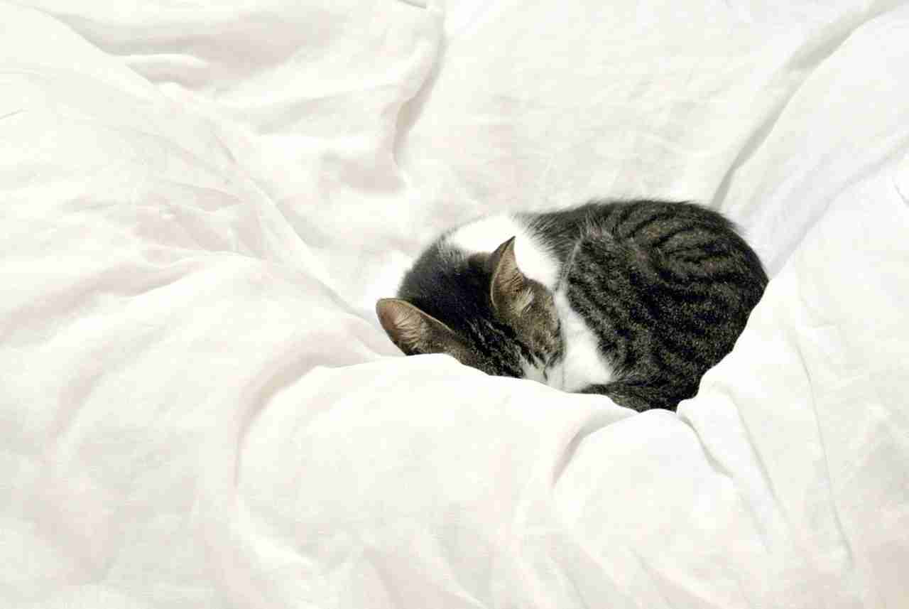 猫の好きな柄