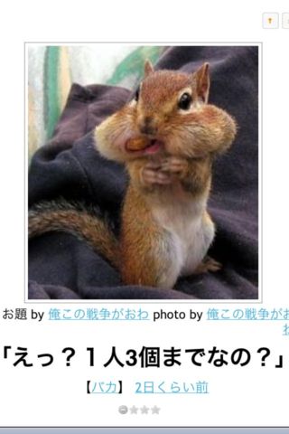 動物のボケてを貼ろう♪