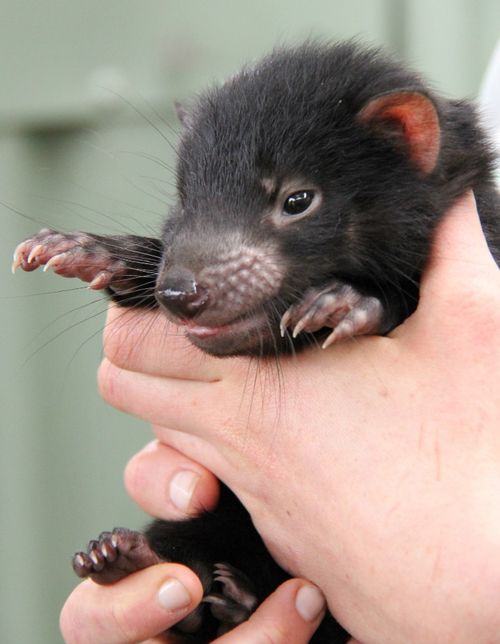 定番じゃない動物画像を貼ろう