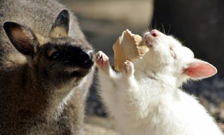 定番じゃない動物画像を貼ろう