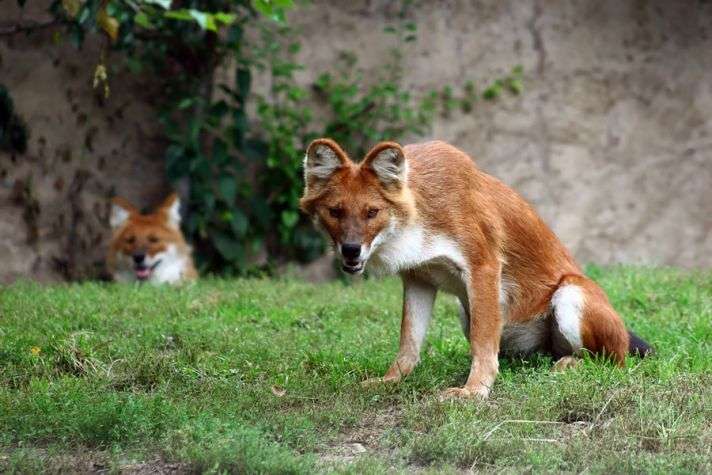 定番じゃない動物画像を貼ろう