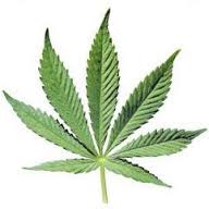 海外で「大麻合法化」が広がる