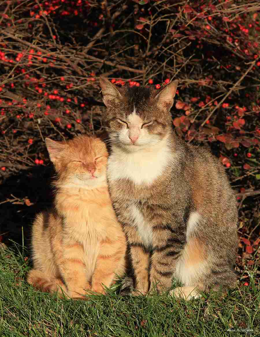 ガルちゃん猫カフェ本日オープン♪