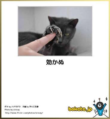 【画像】ダークサイドに堕ちたような眼差しを持つネコが話題に