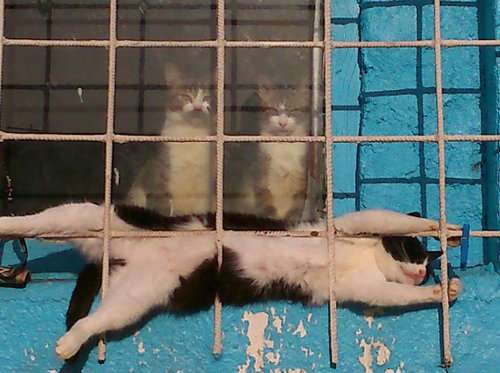 猫の浮気がバレたらどうなるの？「旦那が出張から早く帰ってきちゃった」編