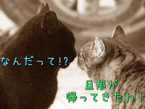 猫の浮気がバレたらどうなるの？「旦那が出張から早く帰ってきちゃった」編