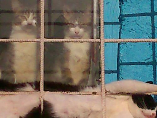 猫の浮気がバレたらどうなるの？「旦那が出張から早く帰ってきちゃった」編