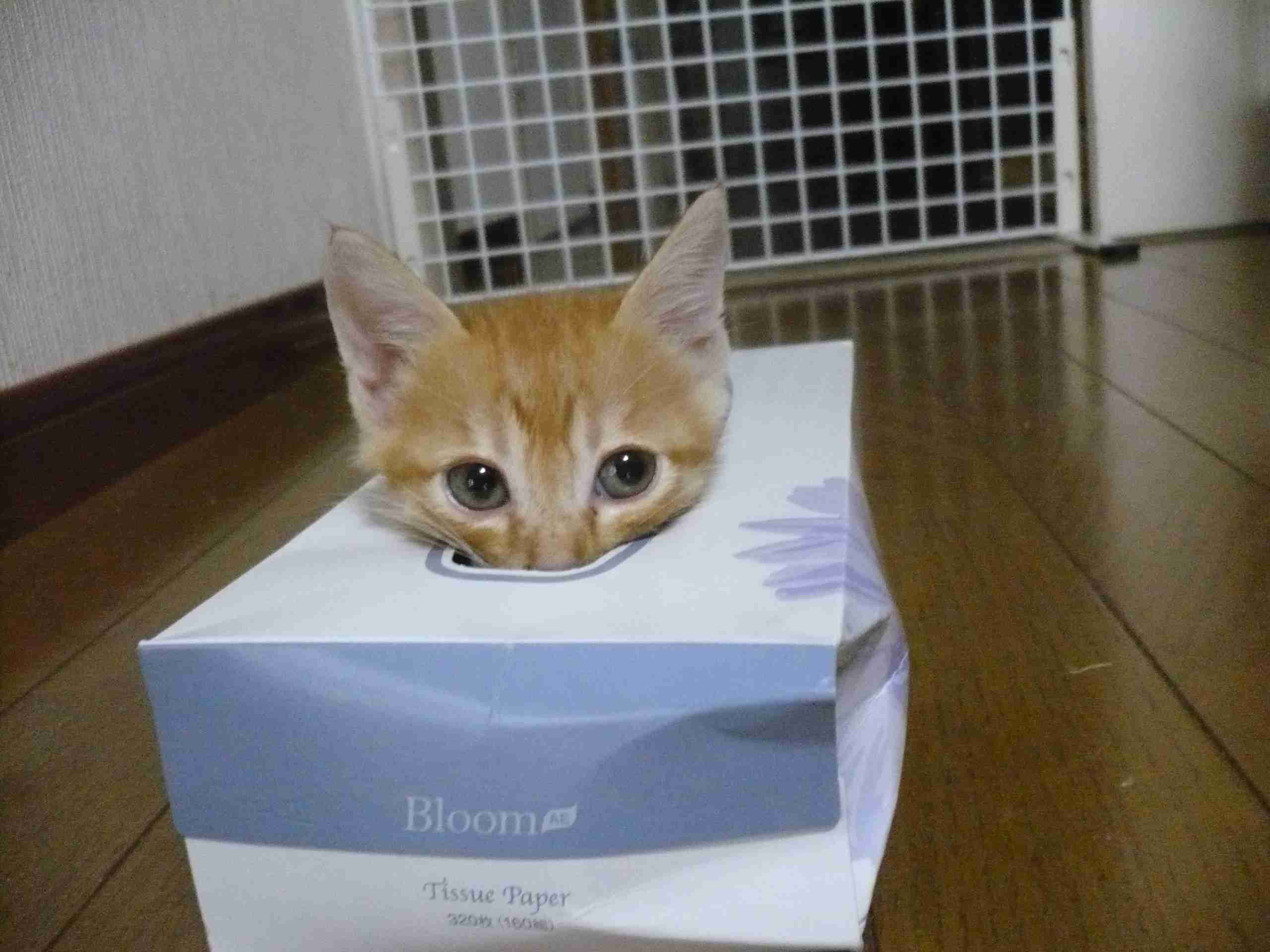 見たら叱りたくなる画像を貼るトピ