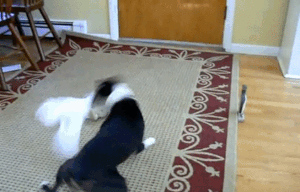 郵便物を待つ犬。届いた瞬間…飼い主さんに届けると思いきや思わぬ行動に出る！