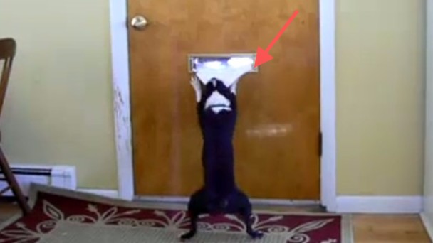 郵便物を待つ犬。届いた瞬間…飼い主さんに届けると思いきや思わぬ行動に出る！ | ANIMALive