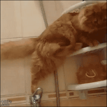 動物の画像にセリフをつけて遊ぶトピ