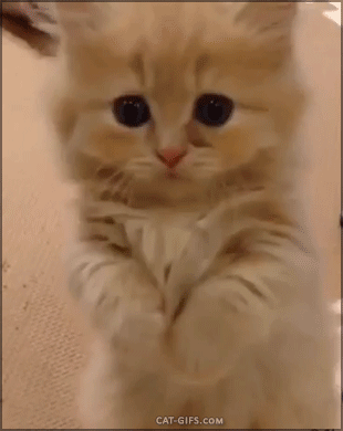 ガルちゃん猫カフェ☆2号店