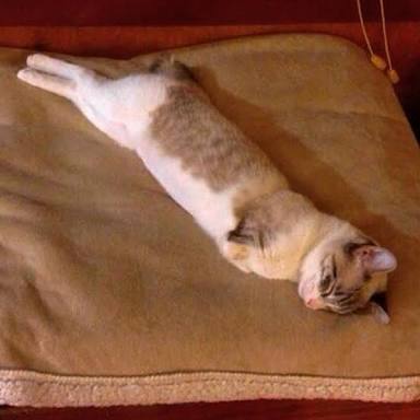 ガルちゃん猫カフェ☆2号店