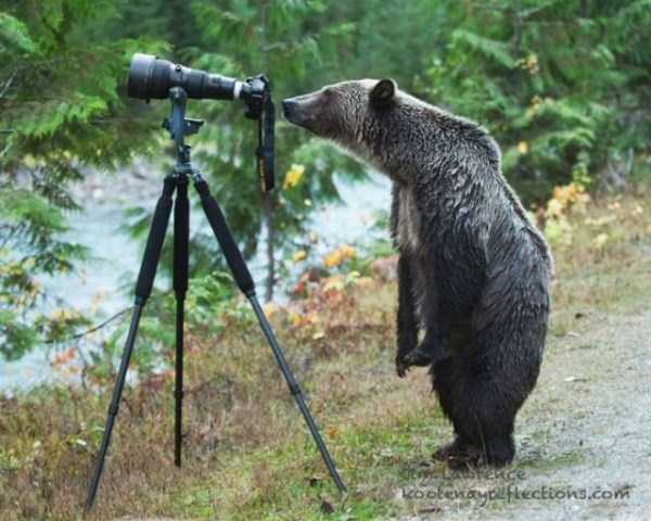 想像以上に過酷だった…動物写真家の努力と苦悩が一瞬でわかる画像