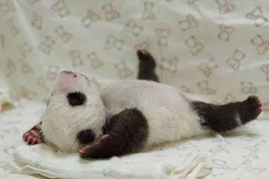 超リラックスしている【動物画像】トピ♪