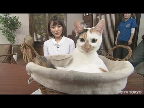 【にゃーにゃ】田勢康弘の週刊ニュース新書：にゃーにゃの成長記録(2015.2.14）【猫】 - YouTube