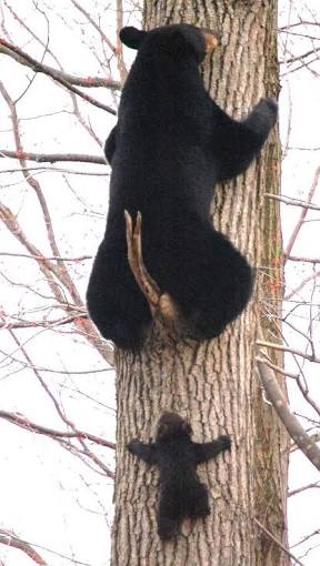 【画像】動物親子の画像を貼るトピ