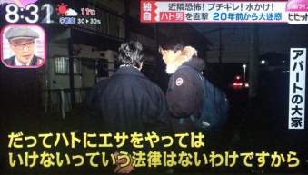 ハトに餌の男性、市職員への水かけで任意聴取