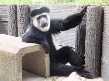 超リラックスしている【動物画像】トピ♪