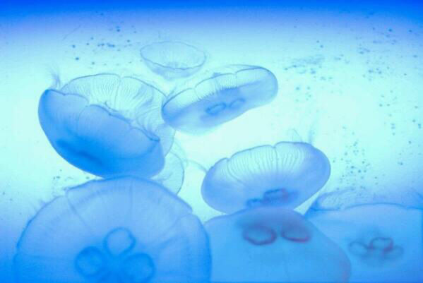 クラゲで癒やされよう