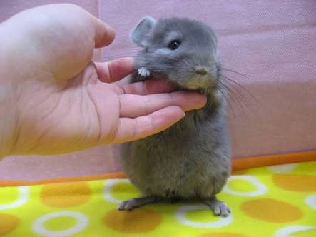 ペット飼いたいけど飼えない人