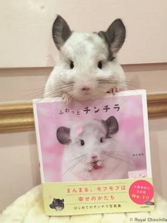 ペット飼いたいけど飼えない人