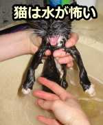 猫の好き嫌い～猫が好むものと嫌がるものを理解し、生活環境へ応用する