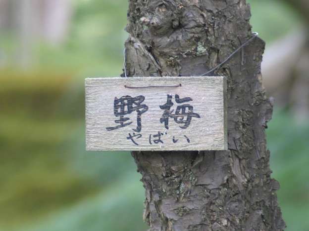 スギちゃんみたいに喋るぜぇ　スギ花粉到来編