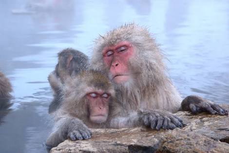 超リラックスしている【動物画像】トピ♪