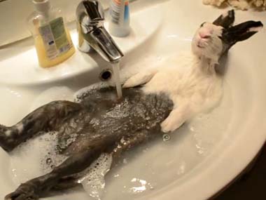 超リラックスしている【動物画像】トピ♪