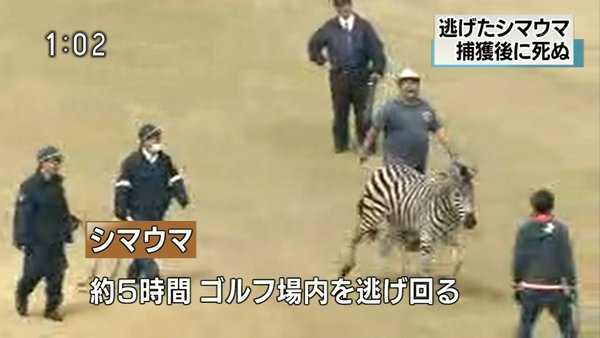 愛知で脱走のシマウマ、岐阜のゴルフ場で溺死